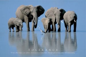 elephant tolerance i11114
