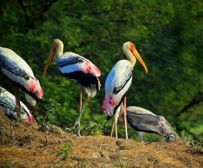 28 08 2018 bharatpur bird sanctuary 18362445