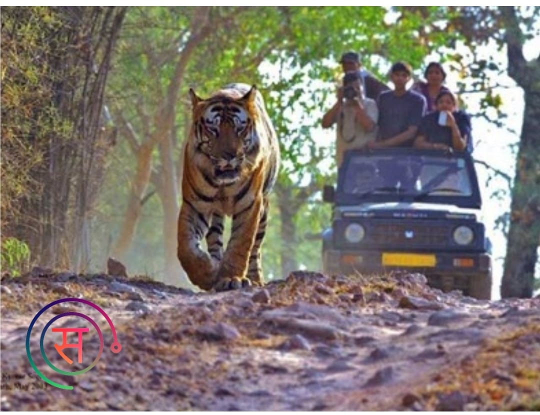 Bandhavgarh National Park Safari