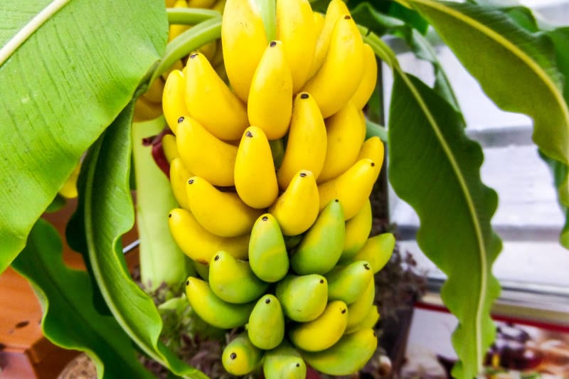 Kerala fruits banana vazha pazham