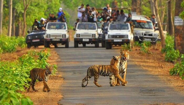 Sariska National Park Basic Information