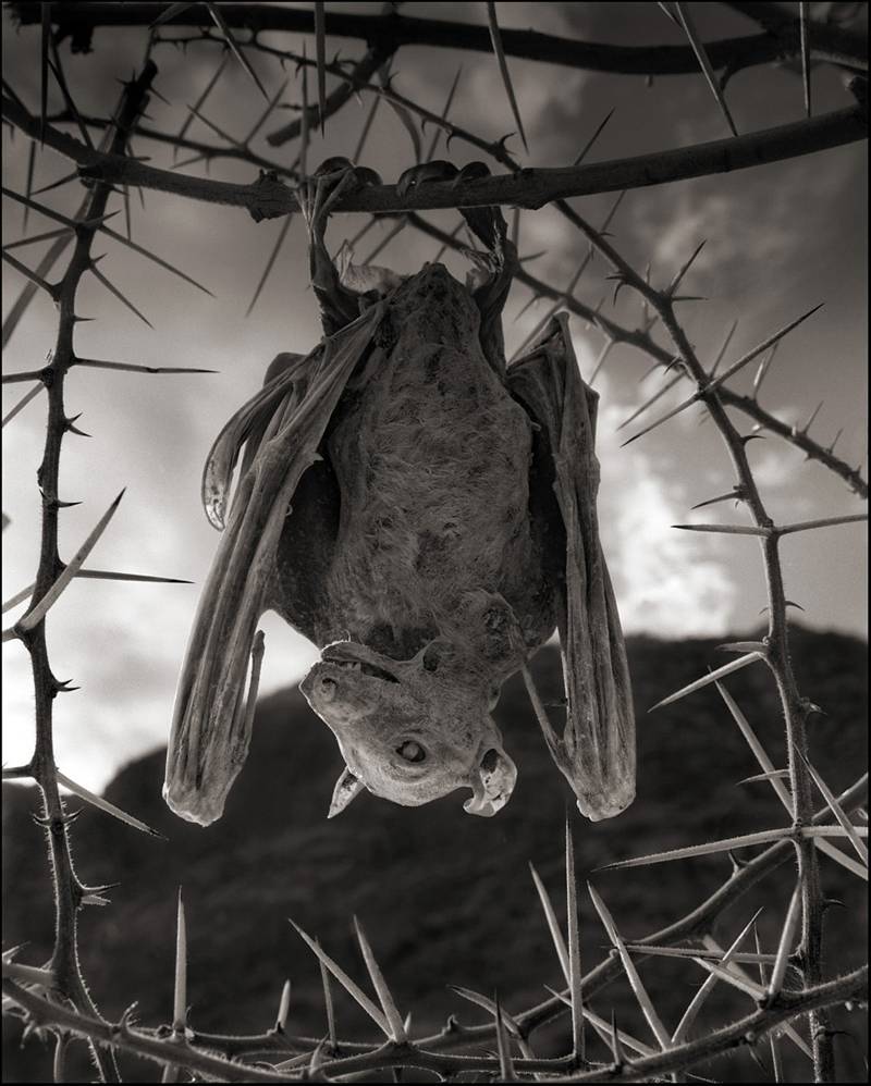 bat 0
