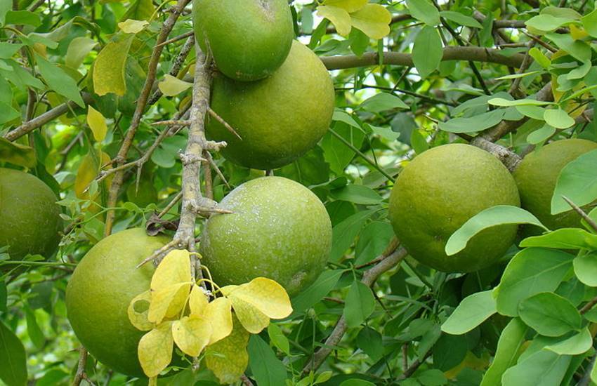 Belpatra Ke Fayde। इन बीमारियों में फायदेमंद है बेलपत्र