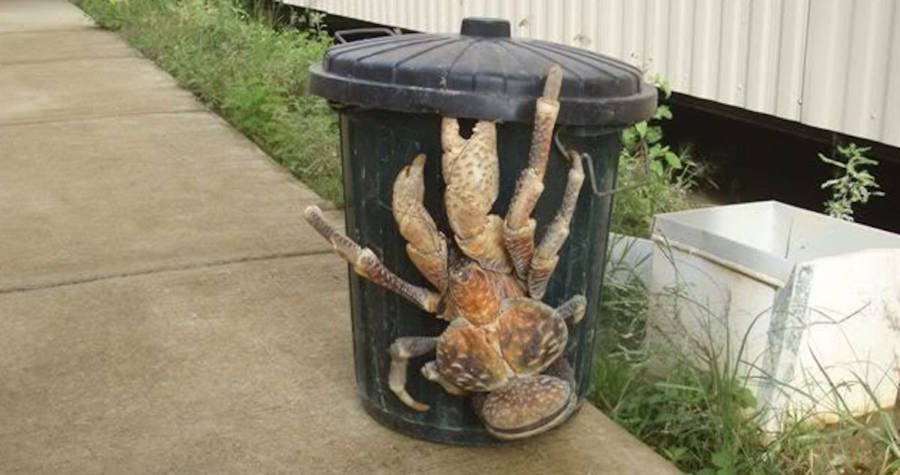 coconut crab trash can
