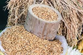 क्या है बैम्बू राइस - What is Bamboo Rice in Hindi 