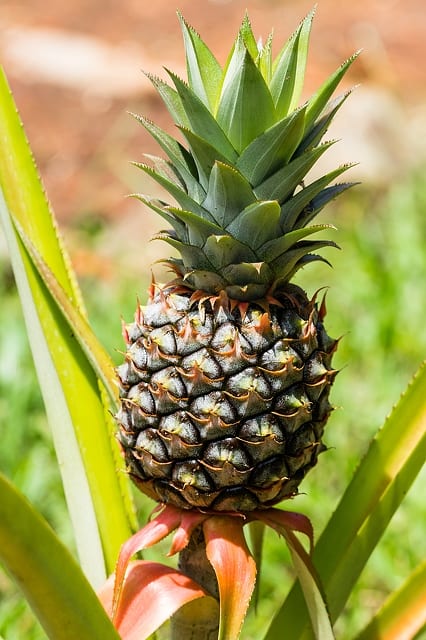 pineapple fruit in nature