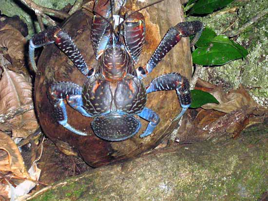 robber crab coconut